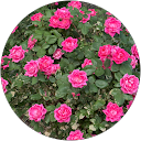Laura Riccio profile picture
